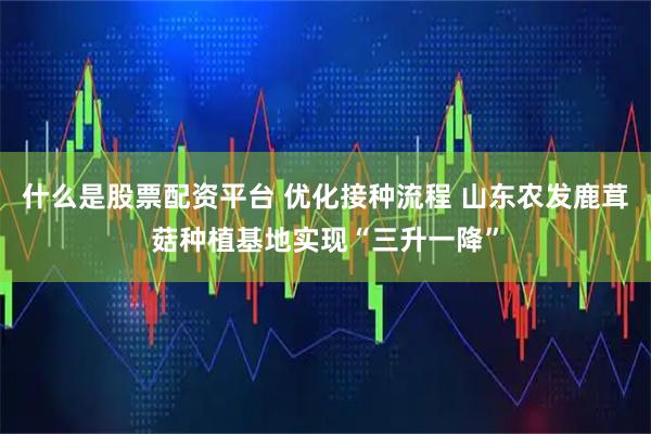 什么是股票配资平台 优化接种流程 山东农发鹿茸菇种植基地实现“三升一降”